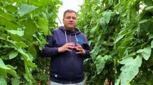 Новый томат Pink Nuggets F1