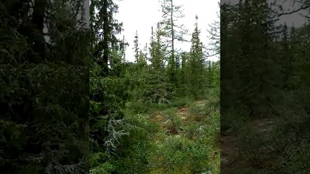 Утро, тишина и только птички поют. Приполярный Урал. смотреть онлайн