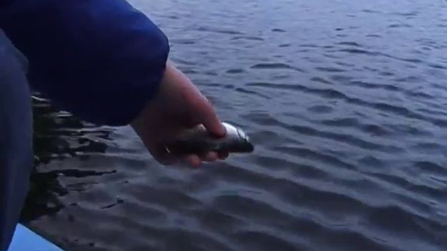 Акватория Волги пополнилась более чем на 13,5 тысяч мальков сазана и толстолобика смотреть онлайн