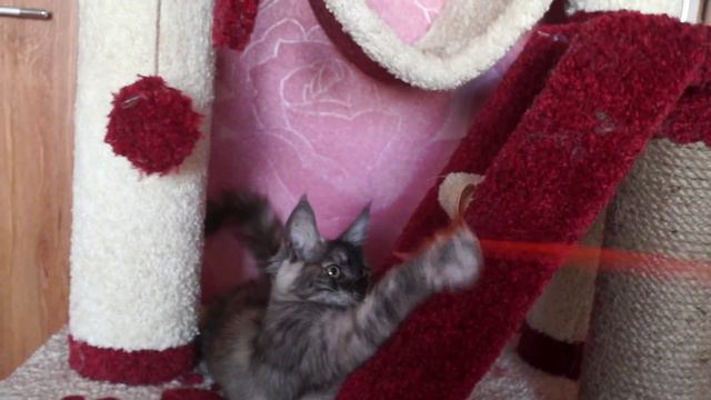 Мейн кун котенок Lamborgini смотреть онлайн