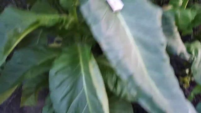 "Bolivian Criollo Black" краткий обзор. смотреть онлайн