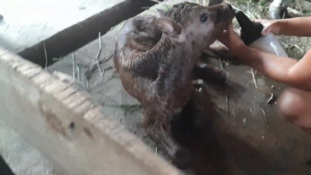 #Первая дойка арширской первотёлки#Джерсейский бычок# смотреть онлайн