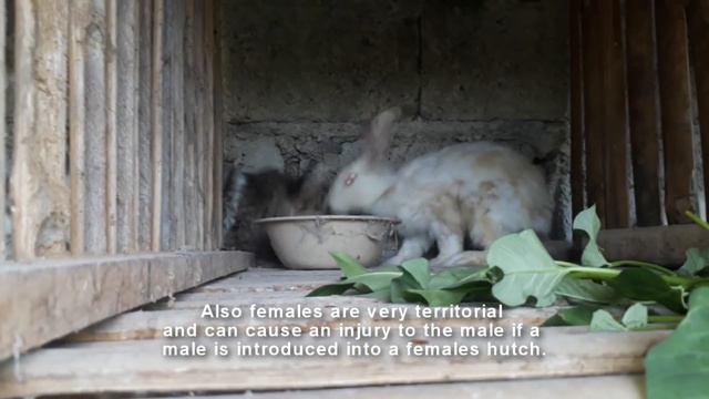 Breeding Rabbits( Documentary)- Modern Method Of Rabbit Breeding