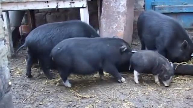 Вьетнамские поросята.Загулявшие свинки. смотреть онлайн