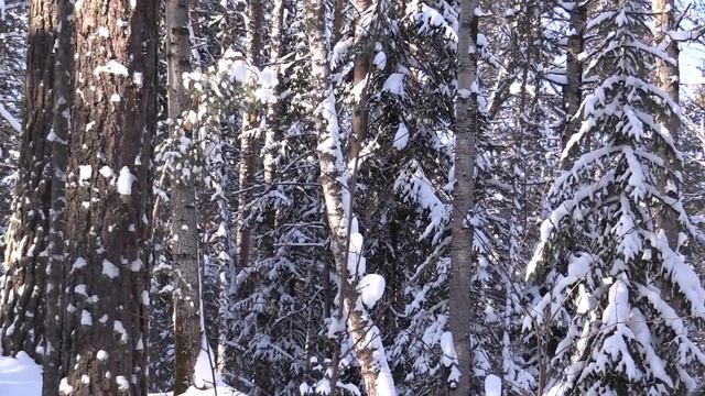 Отдохнули зимой в деревне и покатались на снегоходе. Очень красиво ) смотреть онлайн