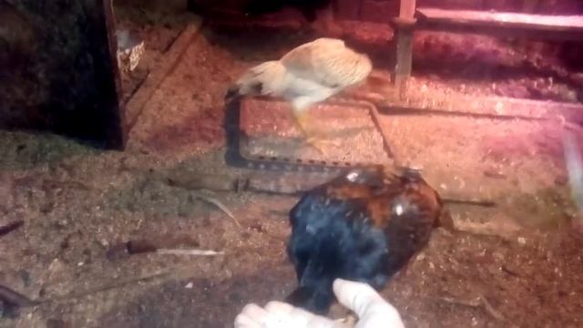 Бойцовые петухи.Налаживаем контакт с птицей смотреть онлайн