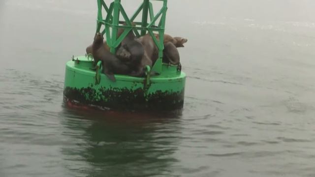 California Sea Lions. Калифорнийский морской лев (763sp) смотреть онлайн