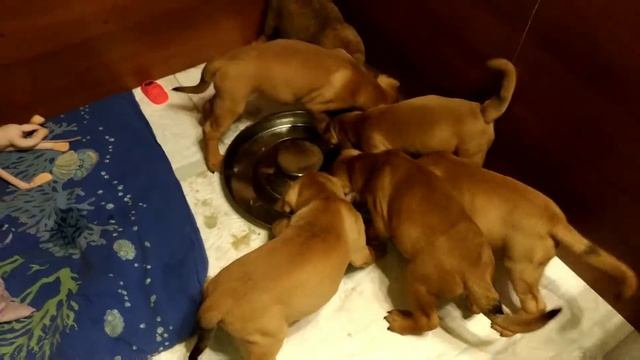 Щенки ка де бо в два месяца. Щенки продаются +7 926 282 99 26 Питомник Алферор смотреть онлайн