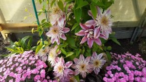 Клематис Импресс . Clematis  Empress  . Английские сорта клематисов . Группа Патенс .