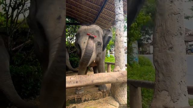 СЛОН ИГРАЕТ НА ГУБНОЙ ГАРМОШКЕ #путешествия #пхукет #youtube #таиланд #travel смотреть онлайн