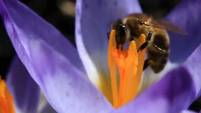 Bees collect honey,videography macro. Пчелы собирают мёд. Макро съемка. смотреть онлайн