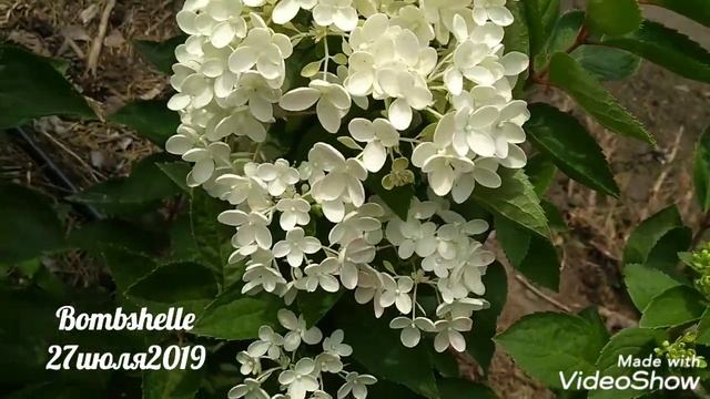 27июля2019 Начало цветения Карликовой Метельчатой Гортензии Bombshelle✌️? смотреть онлайн