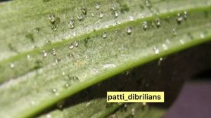 ЛИПКИЕ КАПЛИ НА ЛИСТЬЯХ ОРХИДЕИ? ЧТО ДЕЛАТЬ? СТОИТ ЛИ С НИМИ БОРОТЬСЯ?!Ч.1