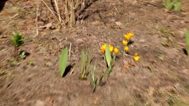 Участок в Раменском смотреть онлайн