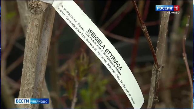 25. 05. 2022 Вести Иваново. Упр РСХН контролирует реализацию семенного и посадочного материала..mp4 смотреть онлайн