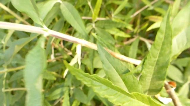 Красивая,ароматная Будлея Давида.Ждём голубых бабочек. смотреть онлайн