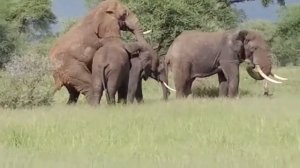 Спаривание естественных слонов .. ЛЮБОВЬ!люди смеются