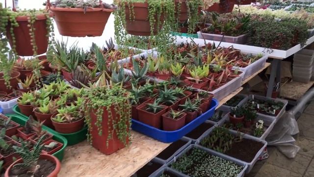 как пересылать растения зимой? смотреть онлайн