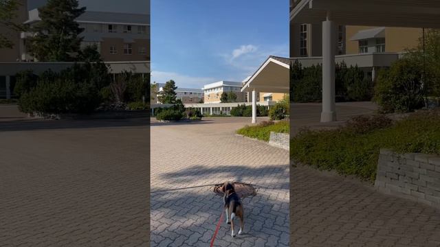 Хочу какать! У вас так же?💩 #бигль #dog смотреть онлайн