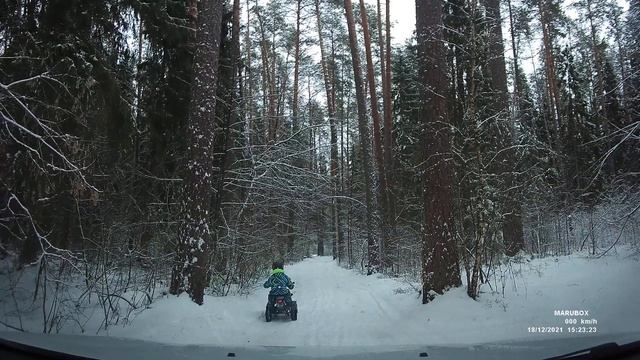 Еловый лес. Тёмный, мрачный, коварный... смотреть онлайн