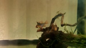 нерест апистограммы рамирези (микрогеофагус)