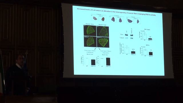 Antonio Musarò - "The role of IL-6 signaling in muscle growth, atrophy, and wasting"" смотреть онлайн