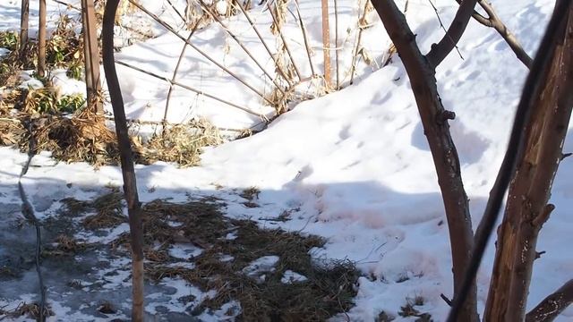 Завели перепелов смотреть онлайн