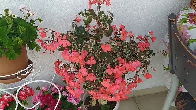 Sardunyalarıma Nasıl Bakıyorum | Ceylan Gözlü Sardunya, Sakız Sardunya, Özel Tür Sardunyalar