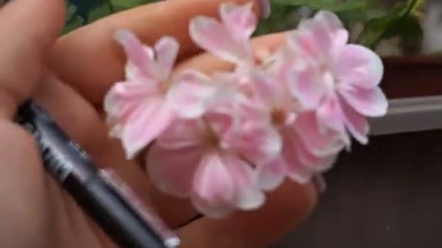 Пеларгония сорт Saga смотреть онлайн