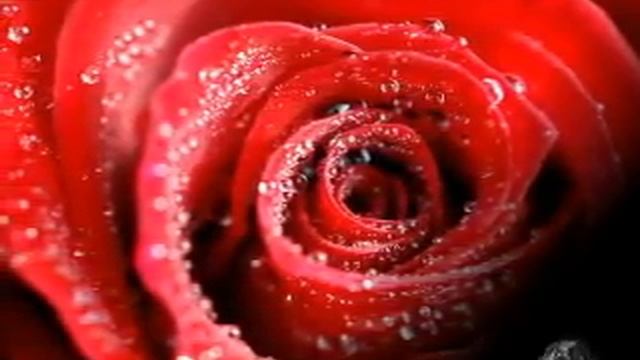 Я подарю Тебе цветок...MP4 смотреть онлайн