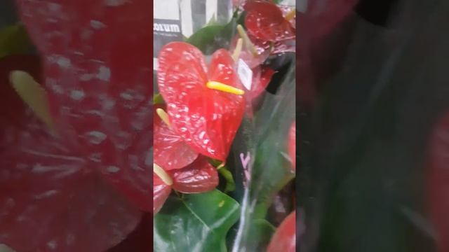 Антуриум Андрианум Дакота смотреть онлайн