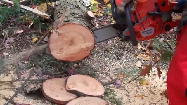 Husqvarna 562XP Chainsaw Test Cut