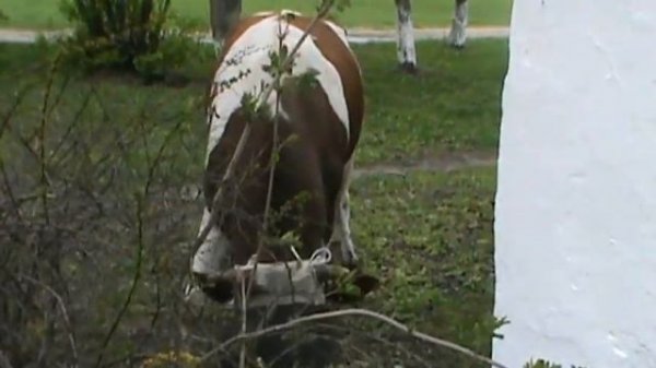 Бык нападает. Docent A.D. Stepanov, ПДАТУ