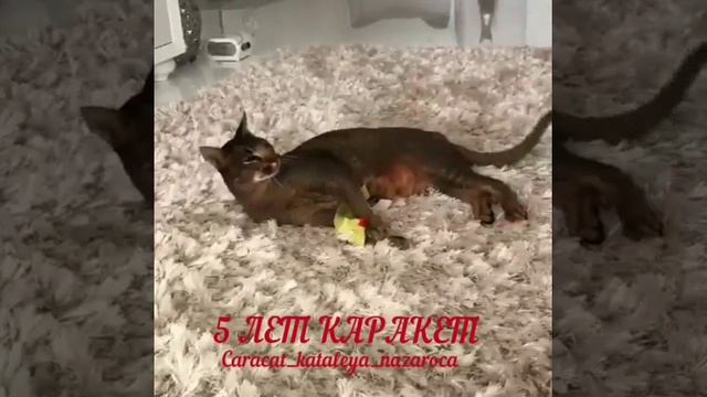 Поздравления наших дорогих владельцев с юбилеем становления породы каракет смотреть онлайн