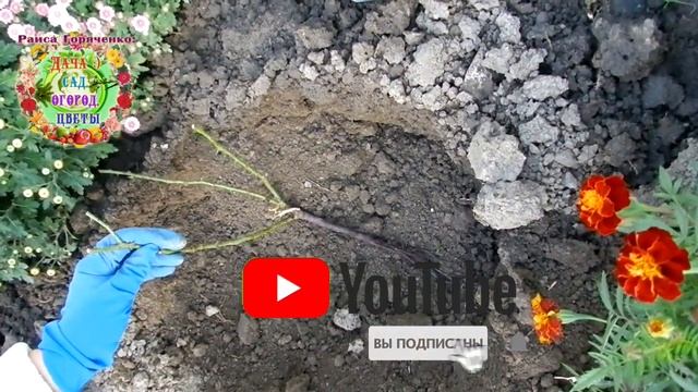 Супер удобрения для плетистой розы. Посадка саженца плетистой розовой розы для украшения белого дом смотреть онлайн