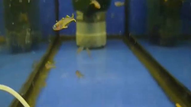 Радужница синеглазка, pseudomugil furcatus . смотреть онлайн