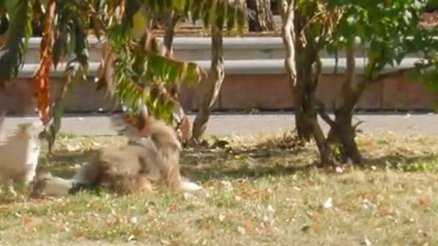 Любимый город - Старый Оскол смотреть онлайн