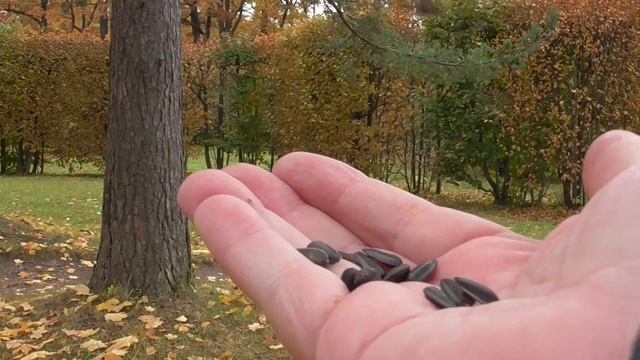 Ручные поползни и синицы. смотреть онлайн
