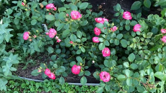 Роза Пат де велюр Patte de velours смотреть онлайн