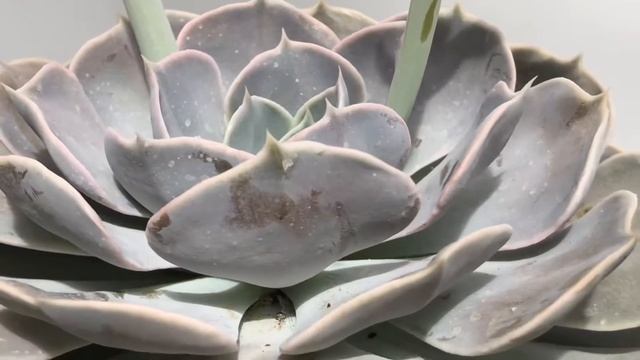 Echeveria ‘Pollux’