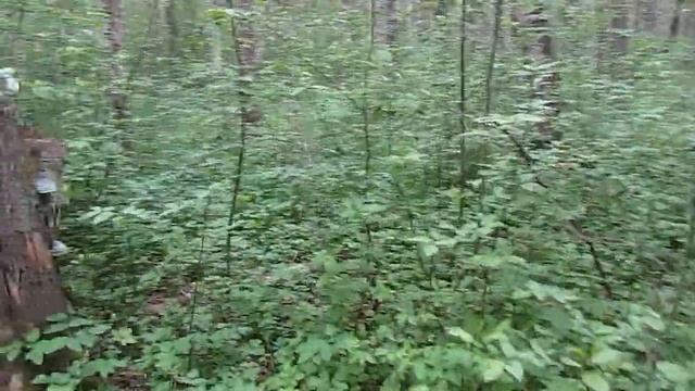 Жизнь на даче. Часть - вторая. смотреть онлайн