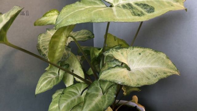 Timelapse | Syngonium White Butterfly смотреть онлайн