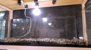 СЕКРЕТЫ АКВАРИУМА НА ЗЕМЛЕ. ЗЕМЛЯ В АКВАРИУМЕ