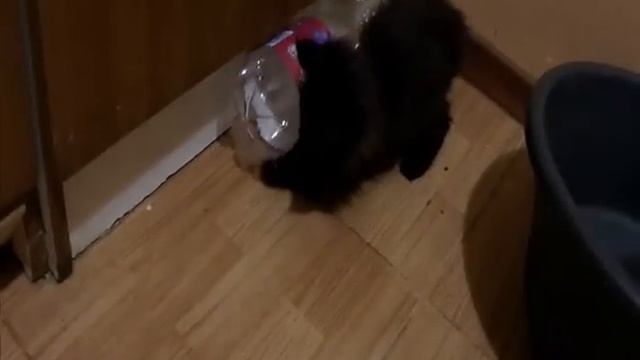 история спасения котенка (часть 1) смотреть онлайн