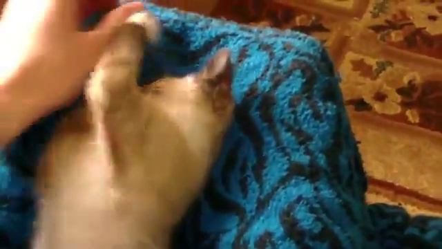 Cat Bites YouTube смотреть онлайн