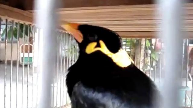 Птица издает очень странные и необычные звуки смотреть онлайн