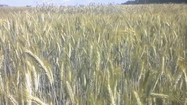 Ветер вольный в поле гулял! смотреть онлайн