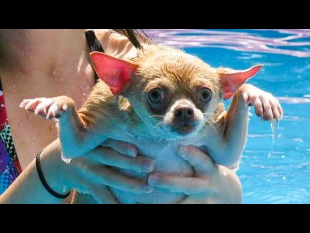 Лучшие из лучших веселых и собачьих видео ? - Попробуй не смеяться!