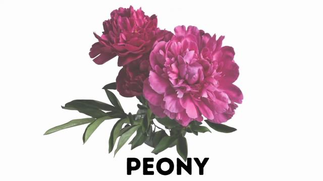 Flowers Name In English/flowers Vocabulary#Learn FlowersName In English With PicturesandSpelling.