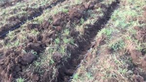 СХЕМА ПОСАДКИ МАЛИНЫ В ОТКРЫТОМ ГРУНТЕ || ПОСАДКА МАЛИНЫ ВЕСНОЙ И ОСЕНЬЮ #посадка_малины #малина